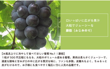 【きよとうファーム】大粒の藤稔 特大２房/計1.3kg~ (岡山県産) / ぶどう ブドウ 葡萄 先行予約 フルーツ 果物 真庭市 フルーツ王国 きよとう果樹園【KF-B056-02】