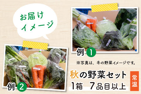 【先行予約】農家直送 秋野菜セット 1箱 7品目以上 《元気に育った新鮮野菜！》／ 福井 あわら市 季節 秋 野菜 ボックス BOX セット セレクト 農家 おまかせ 多品目 旬 詰め合わせ ※202