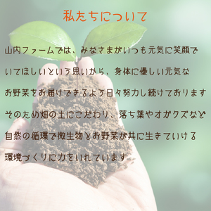 【定期便 全6回】季節の野菜詰め合わせセット（新鮮 採れたて 野菜 セット 定期便 詰め合わせ 宮崎県）