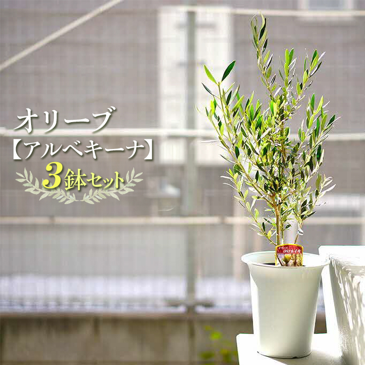 【3鉢セット】オリーブの木 品種：アルベキーナ6号鉢 シンボルツリー ※離島への配送不可 | 観葉植物 3本 植物 グリーン オリーブの木 アルベキーナ 室内 苗 鉢植え シンボルツリー ギフト 贈答 贈り物 プレゼント お中元 お歳暮 直送 農家直送 茨城県 古河 _FC11