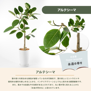 2026年9月上旬～発送【観葉植物】アルテシーマ幹朴60cm～80cm Green Farm M IB075-002 ※北海道・沖縄・離島配送不可