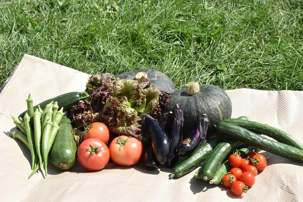 7・8・9月　計3回定期便　北海道産旬の無農薬栽培　野菜の詰め合わせ6～8種類 【 サニーレタス 水菜 チンゲンサイ さやえんどう スナップエンドウ さやいんげん ささぎ豆 春大根 ズッキーニ なす 