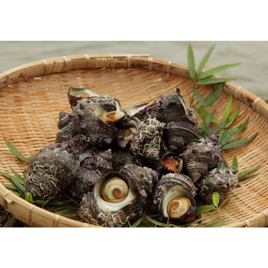 ＜北畿水産＞日本海荒磯育ち京丹後産お刺身さざえ（8個）