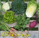 【ふるさと納税】ご家庭向けお野菜セット〜旬のおまかせBOX〜2回お届け
