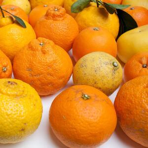 ［先行予約］家庭用 柑橘詰合せ2.5kg+250g（傷み補償分）［訳あり・わけあり］［有田の春みかん詰め合わせ・フルーツ詰め合せ・オレンジつめあわせ］［光センサー選別］