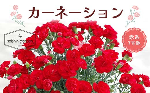 
            【2025年5月11日母の日】贈答用 No.7 CARNATION カーネーション 赤系 7号鉢 2025年4月下旬から順次発送 母の日 花 フラワー 赤 レッド 鉢植 植物 贈り物 プレゼント ギフト 埼玉県 本庄市 F5K-059
          