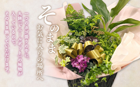 観葉植物 カゴ盛り Mサイズ インテリア 室内 花