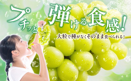 【2026年発送分 先行受付スタート！】岡山県産シャインマスカット「晴王」秀品　1房（約600g）（令和8年8月中旬～11月中旬頃発送）【 シャインマスカット 晴王 フルーツ 果物 くだもの 葡萄 ぶ