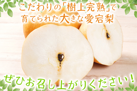 【数量限定】梨 愛宕梨 大玉2玉 樹上完熟 日本一大きな梨 フルーツ 松木果樹園 予約受付