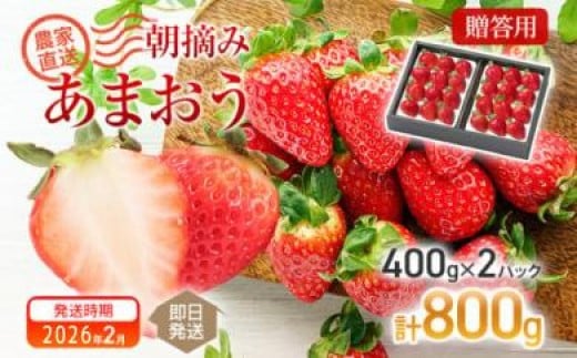 朝摘みあまおう 800g ※2026年2月中順次出荷予定 BD01-2
