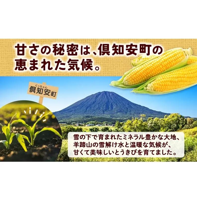とうもろこし 味来 2Lサイズ 26本 約10kg 北海道産 朝もぎ イエロー コーン みらい