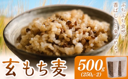 もち麦 玄もち麦 500g(250g×2) 自然野菜のら《30日以内に出荷予定(土日祝除く)》千葉県 我孫子市 もち麦 玄もち麦 ダイシモチ ぷちぷち もちもち サラダ 煮物 ごはん 送料無料