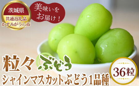 【先行予約】粒々ぶどう36粒　シャインマスカットとぶどう1品種【茨城県共通返礼品 かすみがうら市】 No.309