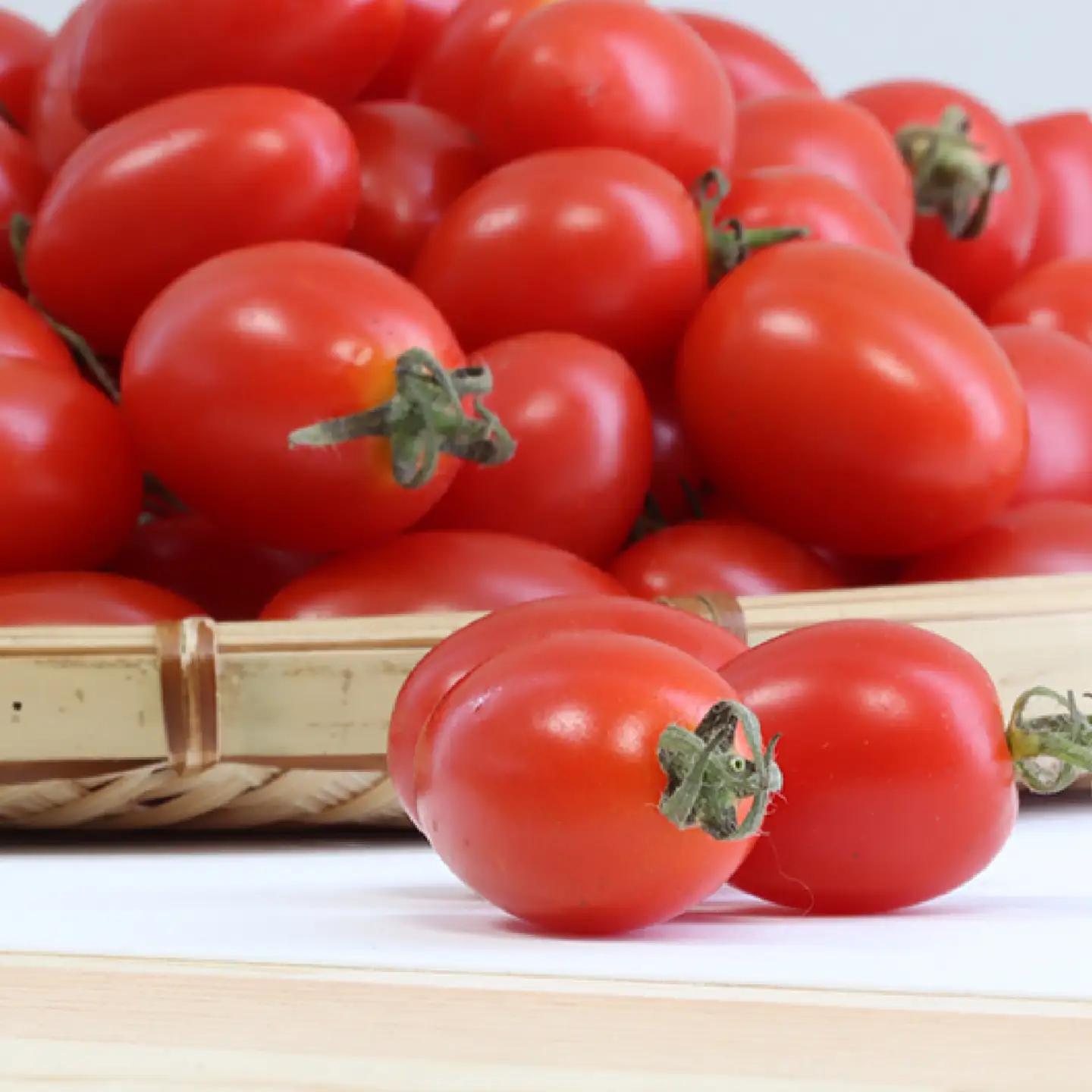 トマト 南国育ちの有機カラフルミニトマト 1.1kg とまと 野菜 新鮮 フルーツ サラダ