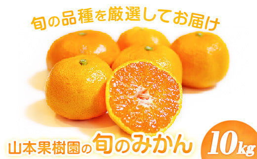 
            山本果樹園の旬のみかん 10kg 山本果樹園《９月中旬-2月末頃出荷予定》蜜柑 柑橘 ひのあかり 日南 豊福　肥後早生 青島 旬の品種をお届け！フルーツ 果物
          