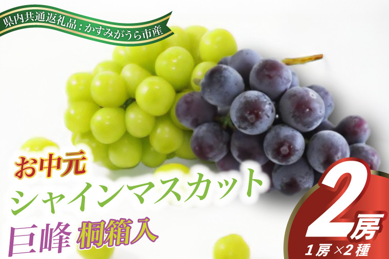 
                  【お中元 熨斗付】 シャインマスカット と 巨峰 桐箱入り 2房 ＜2026年8月より順次発送＞ (県内共通返礼品:かすみがうら市産)  先行予約 ギフト 贈答  ぶどう ブドウ 葡萄 フルーツ 茨城 新鮮 (BR104)
                