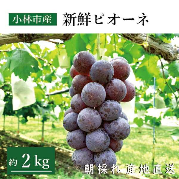 【ふるさと納税】【産直もぎたて】新鮮ピオーネ 2kg（国産 ブドウ ぶどう 果物 くだもの フルーツ 限定）
