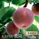 【ふるさと納税】先行予約 すもも 貴陽 大玉 約1.8kg 2025年産 冷蔵出荷 ＜出荷時期：2025年7月下旬～8月上旬ごろ＞【フルーツ プラム　日本一すももの産地 山梨県 南アルプス市 】