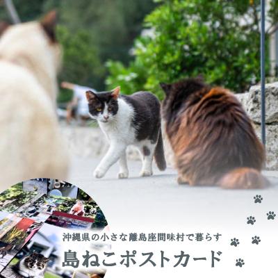 ふるさと納税 座間味村 沖縄県の小さな離島座間味村で暮らす島ねこポストカード