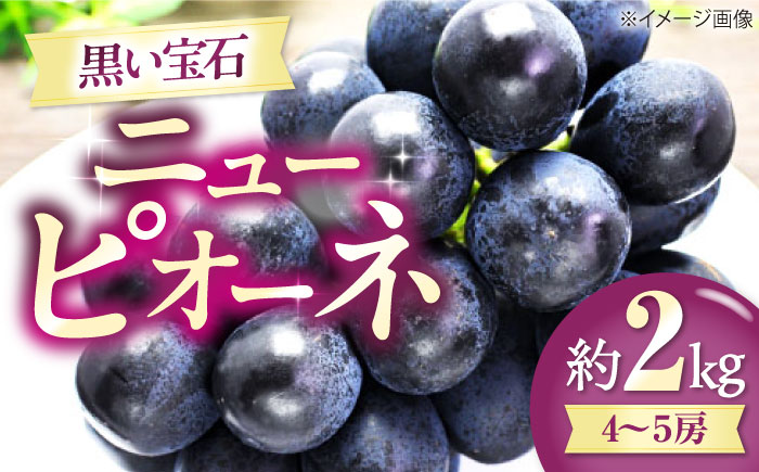 【先行予約】【2026年8月中旬から順次発送】 ニューピオーネ 4から5房 約2kg 愛媛県大洲市/有限会社西山青果　フルーツ 果物 ぶどう ピオーネ [AGAR024]