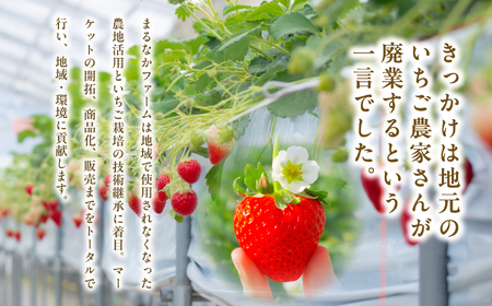 《2026年3月以降順次発送》大粒！完熟いちご2パック入り1箱 フルーツ 果物【まるなかファーム株式会社】