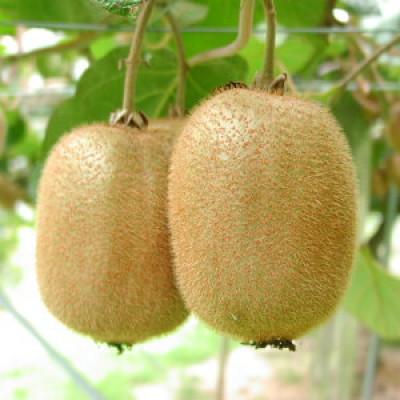 ふるさと納税 紀の川市 和歌山県産キウイフルーツ約2kg(サイズ混合)・秀品 |  | 02