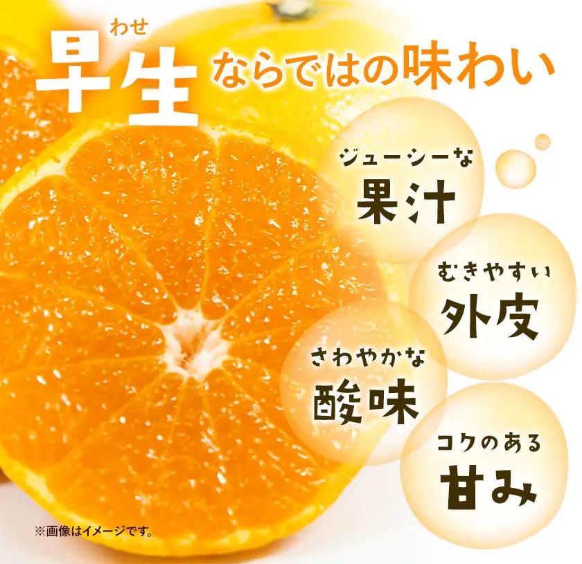 みかん ゆら早生みかん 厳選 小玉 2Sサイズ 5kg GOGO農園《10月上旬-11月末頃出荷》