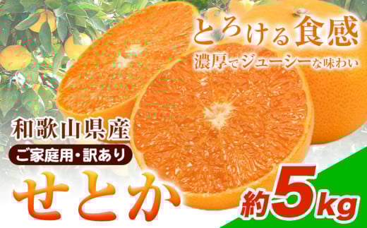 【先行予約】【家庭用 訳あり】とろける食感!ジューシー柑橘 せとか 約 5kg 魚鶴商店 先行予約《2026年2月上旬-3月中旬頃出荷》 和歌山県 日高町 みかん 柑橘 果物 フルーツ 送料無料