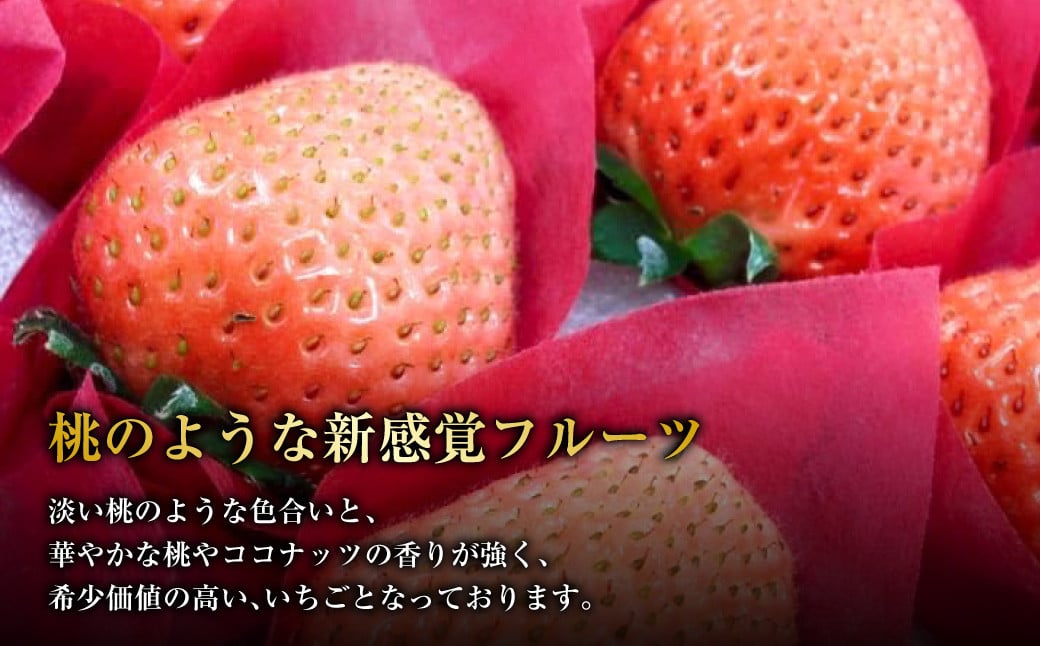 【2024年1月下旬発送開始】にべさんちの苺 熊本県産イチゴ桃薫(とうくん) 約400g