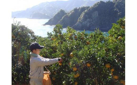 訳あり ポンカン 5kg 早期受付 2026年1月中旬より順次発送 安和ポンカン 家庭用 柑橘 椪柑 みかん フルーツ 果物 くだもの 期間限定 季節限定 YN001_x