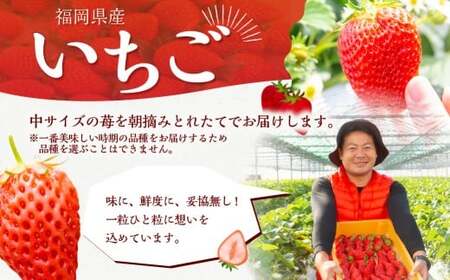 【2026年4月発送】 よかもんいちご 4品種食べ比べセット 8パック入り （計約2.16kg） よかもん苺 苺 いちご イチゴ 果物 果実 フルーツ 九州 福岡県 うきは市 冷蔵