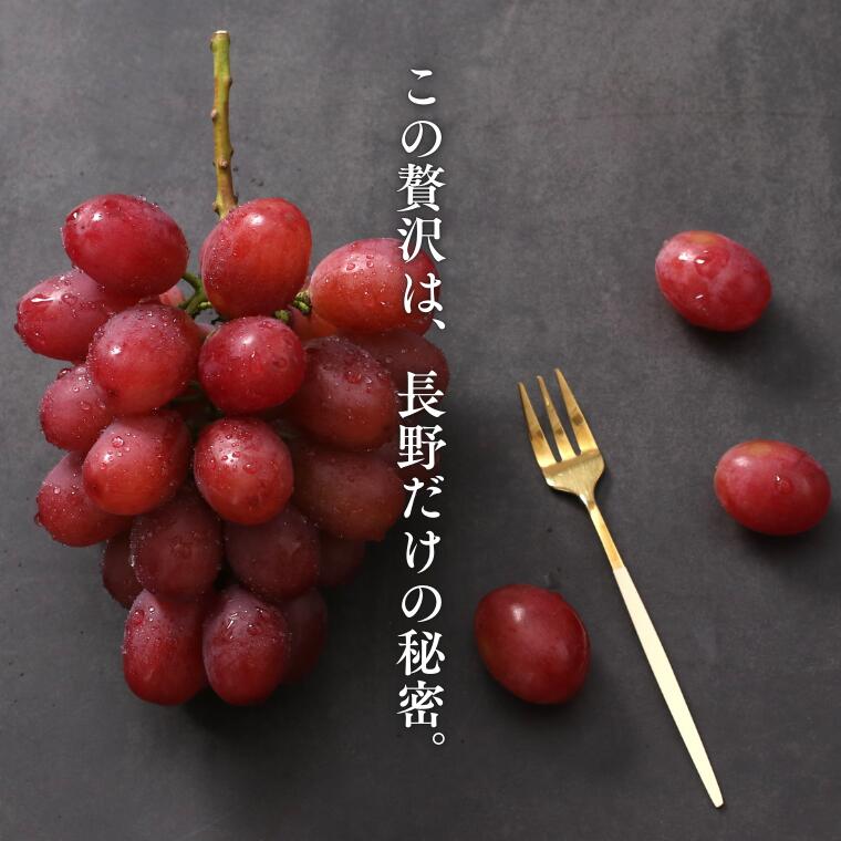 MS35 ぶどう クイーンルージュ®（長野県産秀品） 約2kg / 2026年10月中旬～11月上旬頃 配送予定//稀少 新品種 長野県 南信州 高糖度 葡萄 ブドウ クインルージュ 甘い 種なし 皮