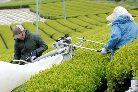 荒仕上げ 茶農家飲み茶 200g×4袋 計800ｇ 美笠園 深蒸し掛川茶 2042