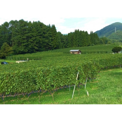 高山村 大内ヴィンヤーズ白ワイン2本セット(シャルドネ、ソーヴィニヨン・ブラン)【配送不可地域：離島】【1732943】