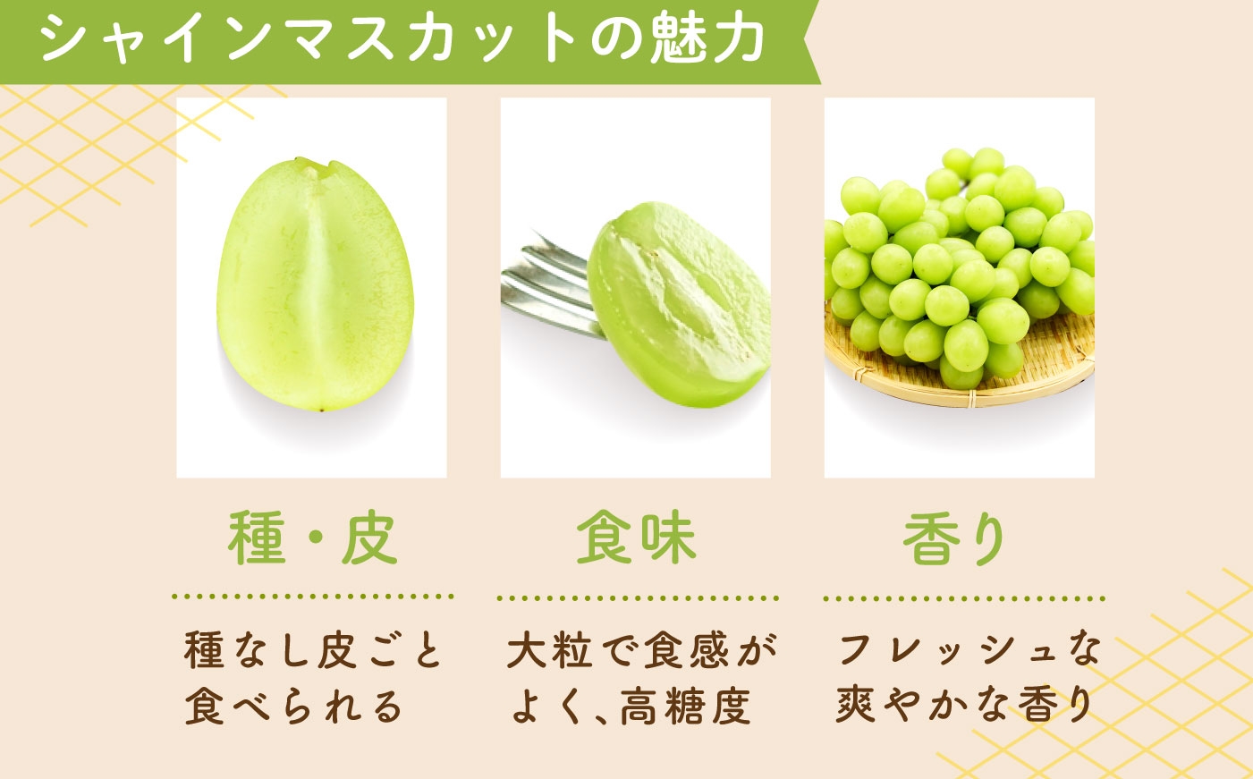 物 フルーツ ぶどう 葡萄 白ぶどう シャイン シャインマスカット しゃいんますかっと 