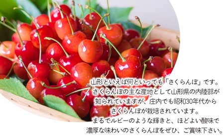 【令和7年産】さくらんぼ 紅秀峰　バラ詰め1kg　2Lサイズ以上　鶴岡中央青果