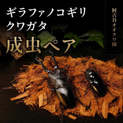 ふるさと納税 猪名川町 ギラファノコギリクワガタ成虫ペア飼育セット付き