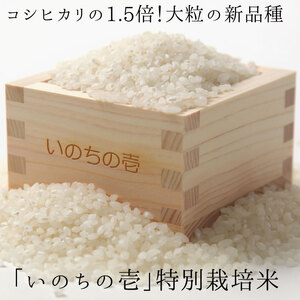 令和7年産 米 いのちの壱 5kg / 米 白米 5kg 米