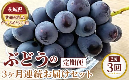 【先行予約】ぶどうの3ヶ月連続お届けセット　2房×3回【茨城県共通返礼品 かすみがうら市】 ／ 旬 新鮮 葡萄 ブドウ 果物 フルーツ 茨城県 特産品 No.321