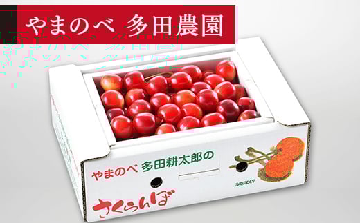 《先行予約》2026年 山形県産 紅さやか バラ詰め(パック）500g M～L やまのべ多田耕太郎のさくらんぼ サクランボ F21A-393