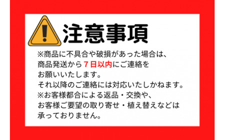 2025年5月中旬～発送【観葉植物】ラブリィハート100cm～120cm【農林水産省 品種登録】(T&P/077-1497) 観葉 植物 インテリア 鉢植え 鉢植 グリーン 自然 ナチュラル 美しい 