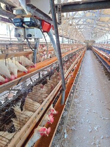 卵 50個 ( 45個 + 割れ補償 5個 ) Mサイズ Lサイズ 混合 国産 米育ち さくら玉子 さくら卵 鶏 さくら コク 濃い 卵黄 風味 とれたて 生 たまご 地産地消  国産鶏 玉子 産みた