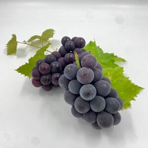 甲府市産　巨峰　約1.0kg（2～3房）