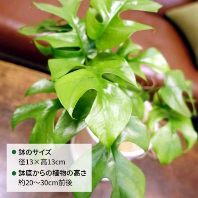 ふるさと納税 糸島市 葉に切れ込みが入ったモンステラの小型品種『ヒメモンステラ』糸島市/cocoha[AWB034] |  | 01