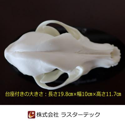 ふるさと納税 羽村市 イヌの頭蓋骨模型(中型犬) |  | 01