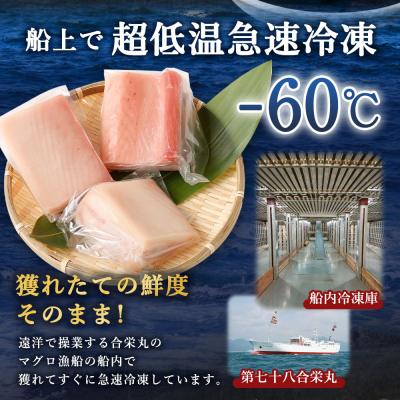 ふるさと納税 室戸市 厳選トロビンチョウ鮪500g以上 |  | 03