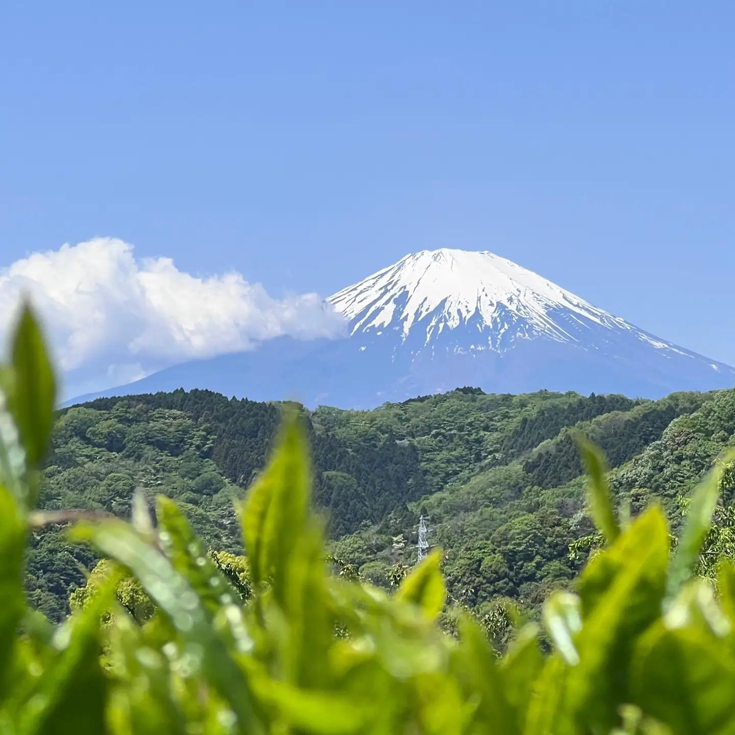 【３個セット】水源の森で育った自然栽培茶　竜集粉末茶【 茶 お茶 茶葉 美味しい神奈川県 山北町 】