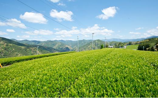 【さくらねこTNR活動支援 】静岡市産 静岡茶ティーバッグ 2g 12個入 × 5袋（計60ティーバッグ）