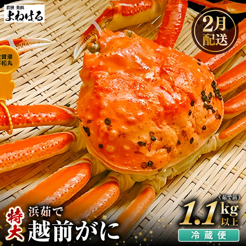 【ふるさと納税】【先行予約】天然 越前がに 特大 (茹で前1.1〜1.3kg) × 1杯 冷蔵 ボイル済 届いてすぐお召し上がり可能！ タグ付 福井を代表する冬の味覚！【2026年2月上旬以降順次発送予定】【 越前ガニ 越前蟹 かに ずわい ズワイ 福井】