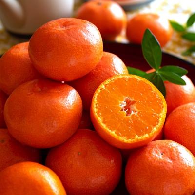 ふるさと納税 多度津町 『小原紅早生みかん』約5kg【A-32】